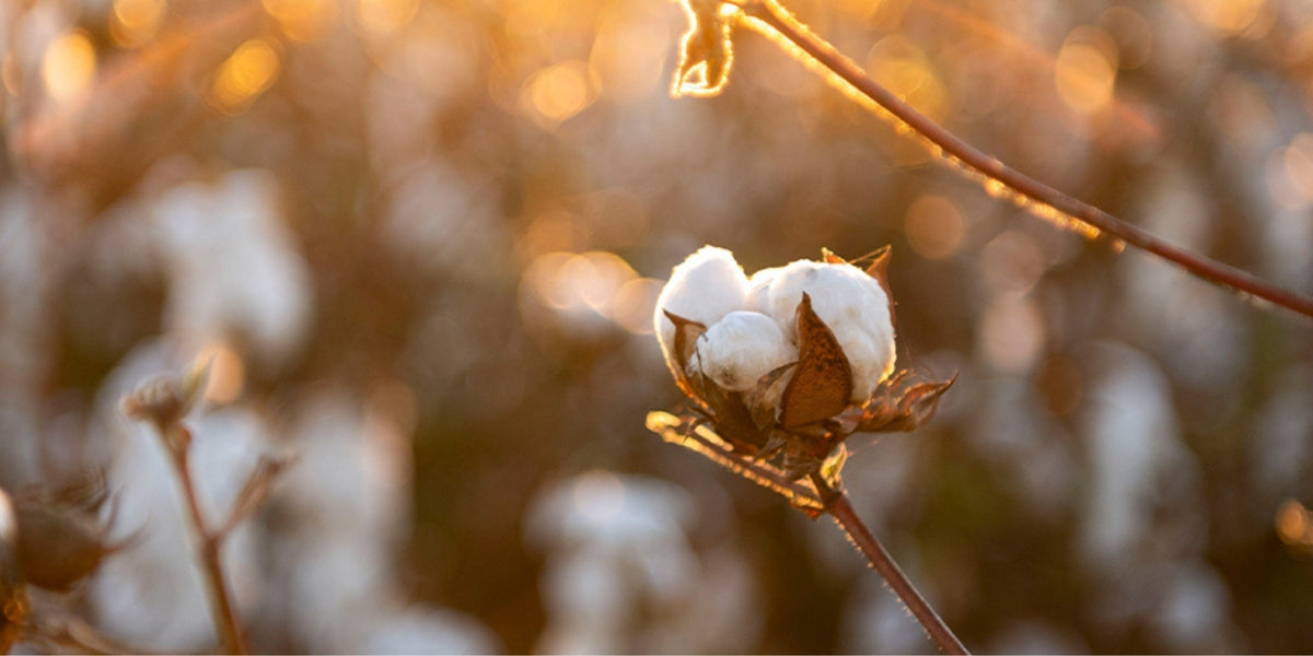organic cotton blossom in a field at sunset