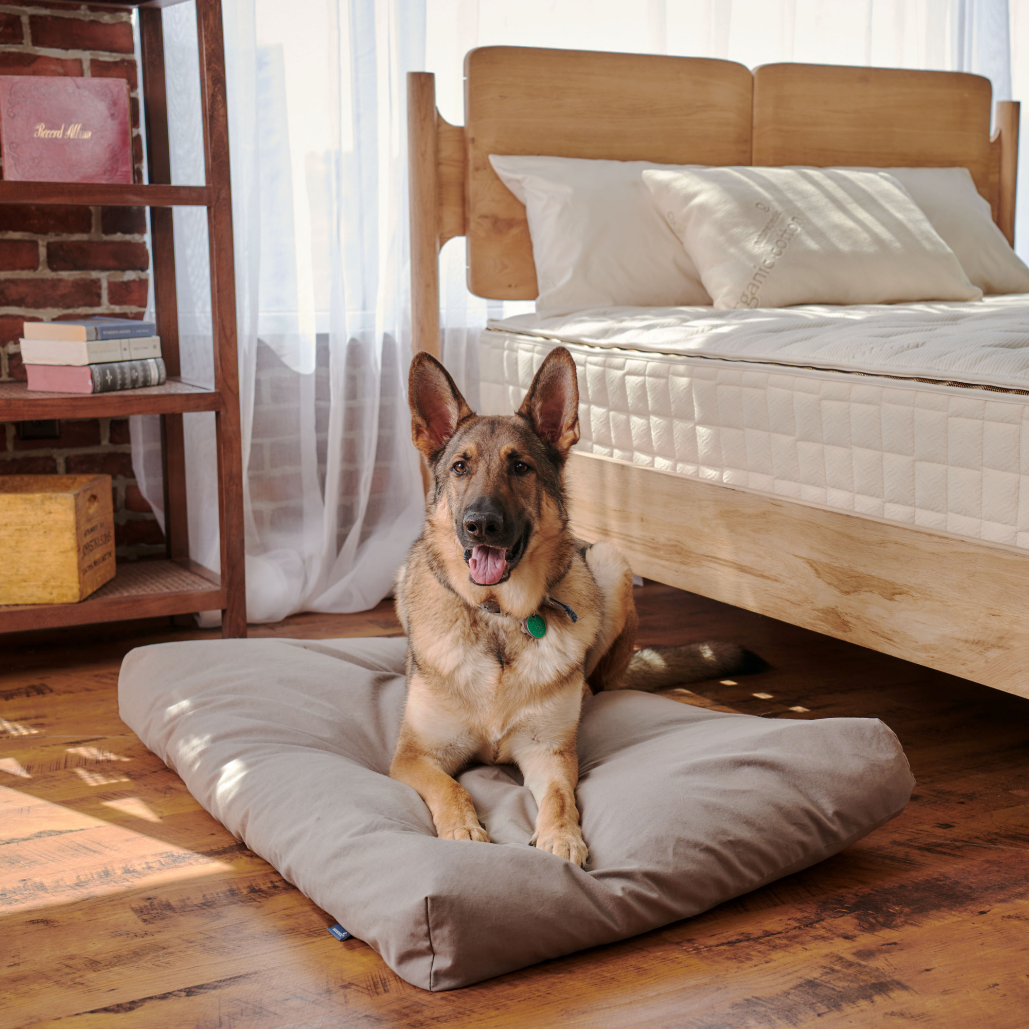 Organic Latex Dog Bed With Waterproof Cover