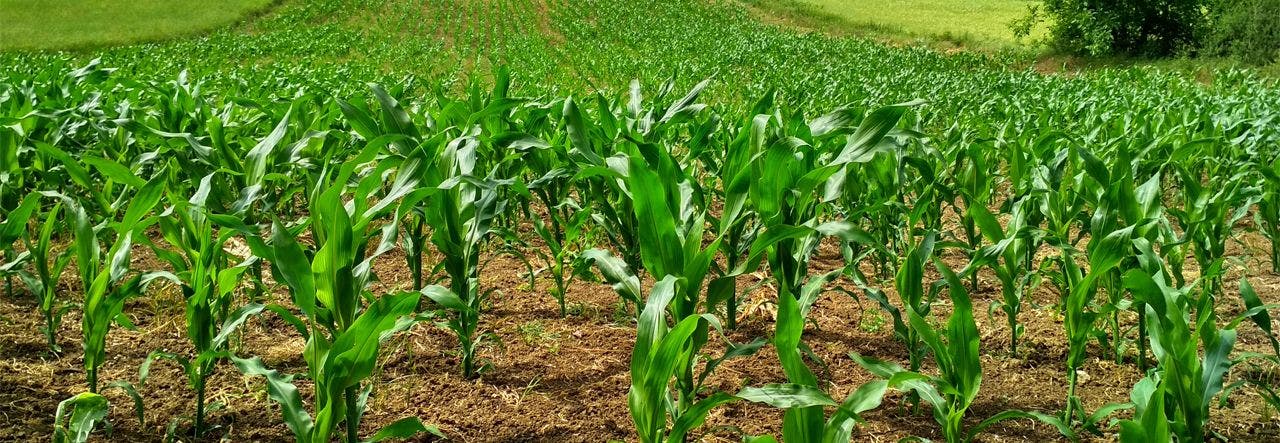 Field of organic, non-GMO sugarcane