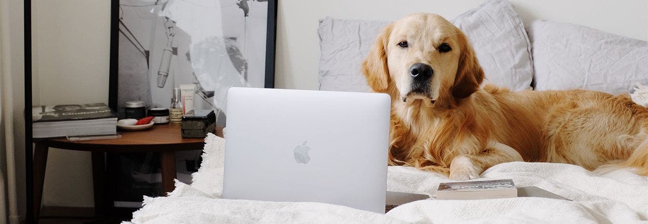 Dog sitting up on their owner's bed, "researching" better sleep