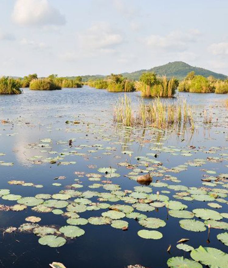 Why Are Wetlands Important? Hear from Wilderness Volunteers! 