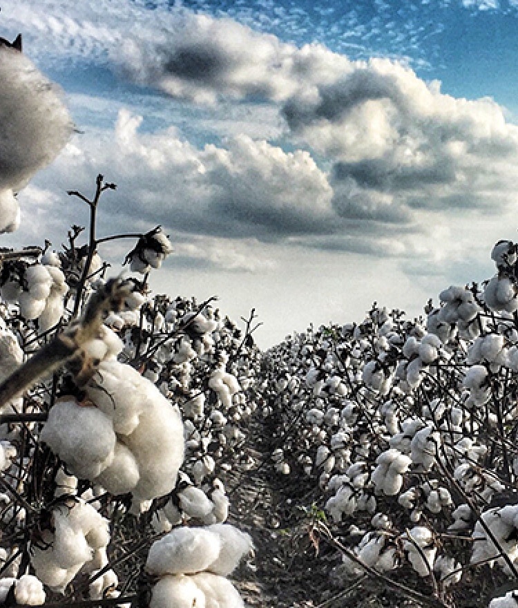 Does Non-Organic Cotton Contain Pesticide Residues?