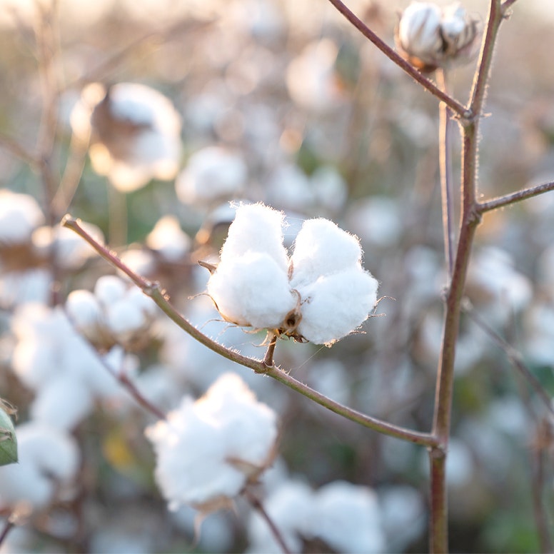 Close-up of cotton growing on a plant