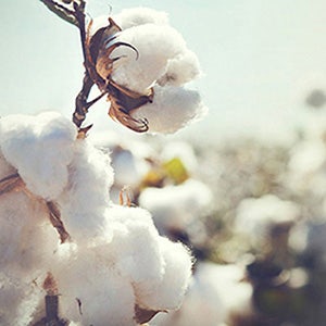 cotton plant in field