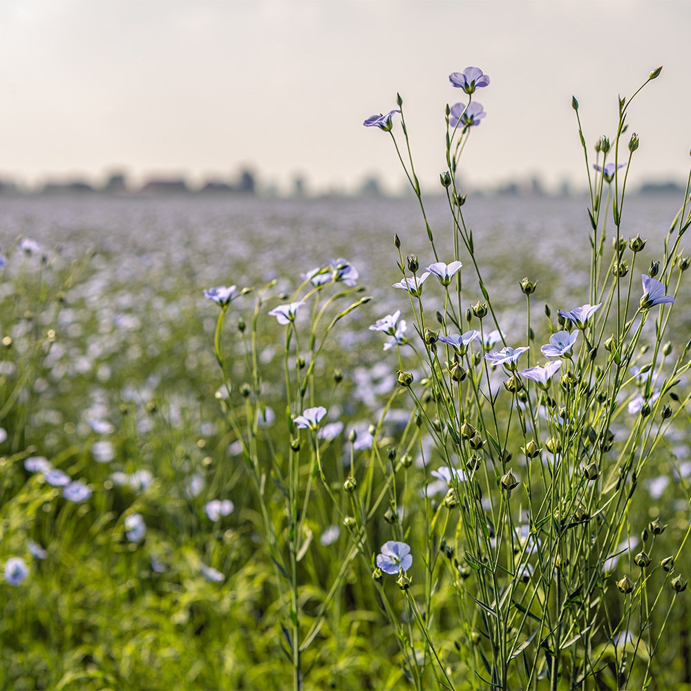 Flax stalks in a field