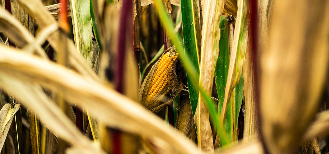 Conventional GMO corn crop, a common GMO example