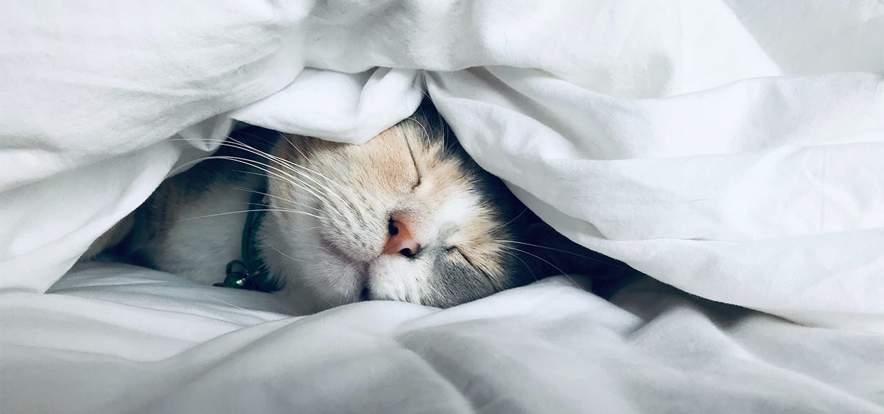 Gray kitten napping under organic cotton bedding