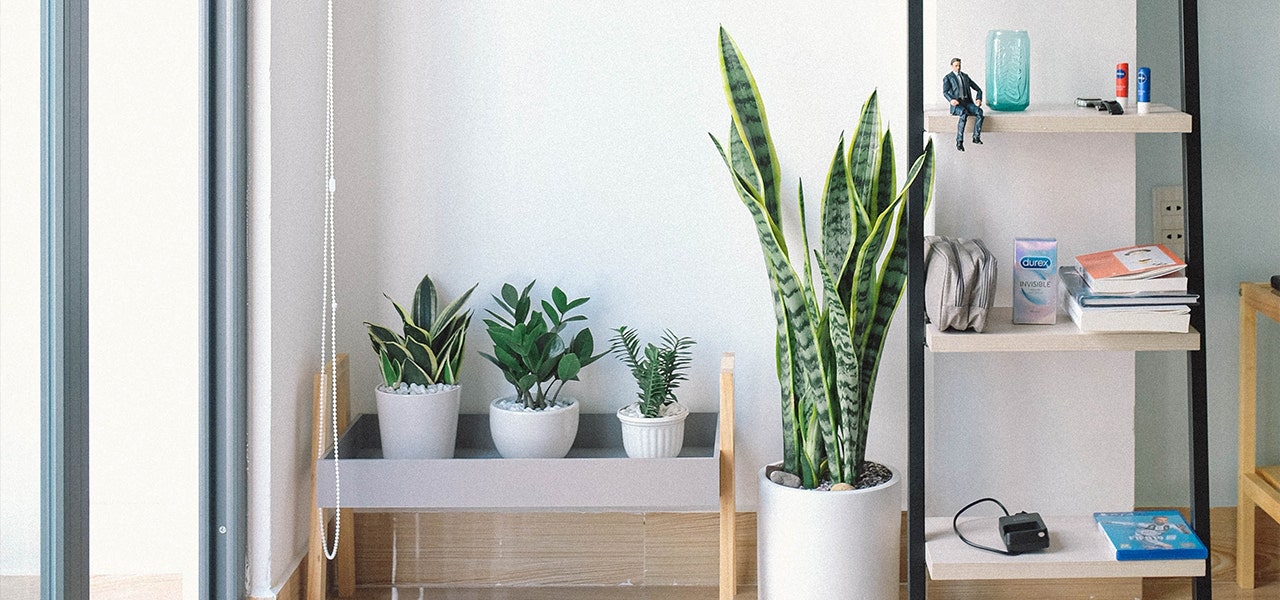 Shelf and plant display in a clean, non-toxic home