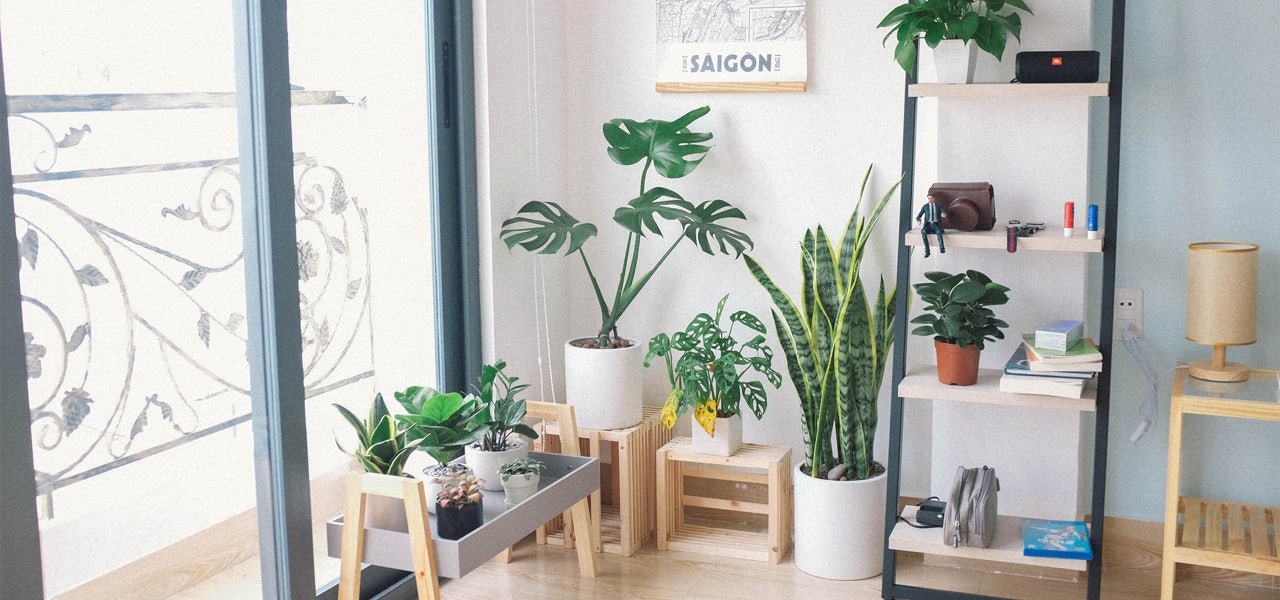 Bedroom full of a variety of thriving houseplants