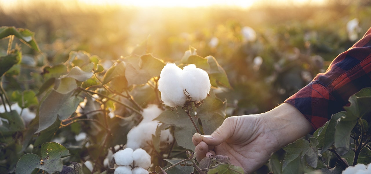 Person picking a cotton flower on a peaceful farm