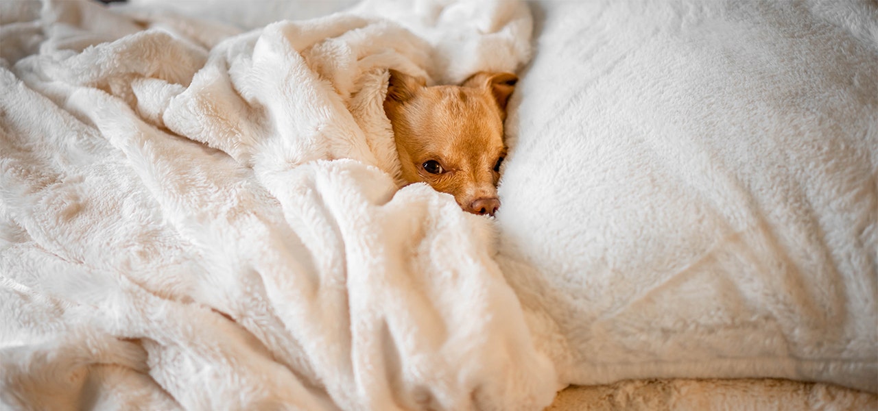 Dog snuggled up in a fluffy white blanket but wide awake