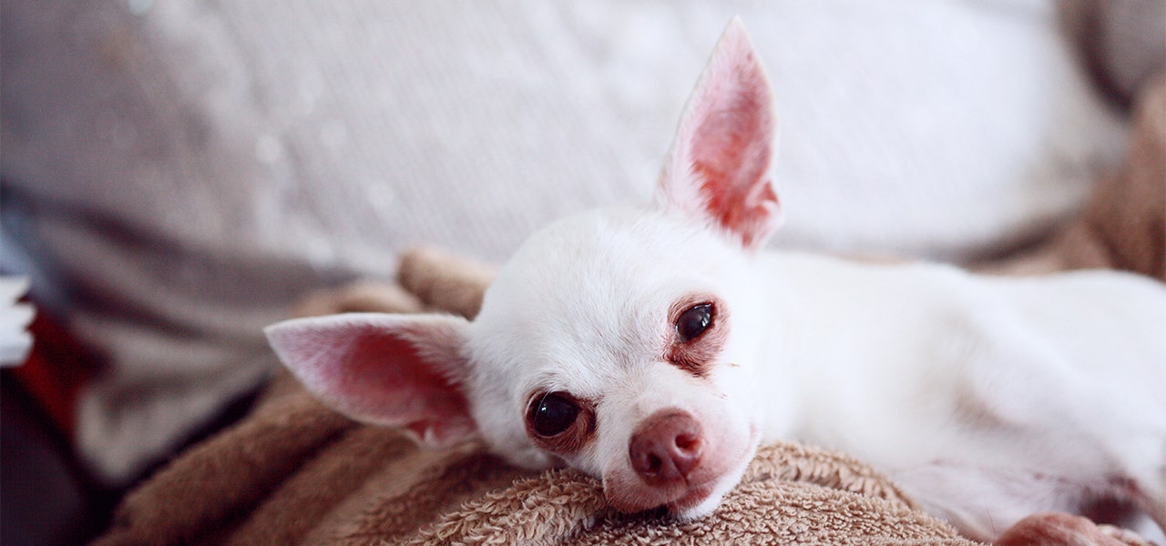 Dog looking sleepy and resting on a couch