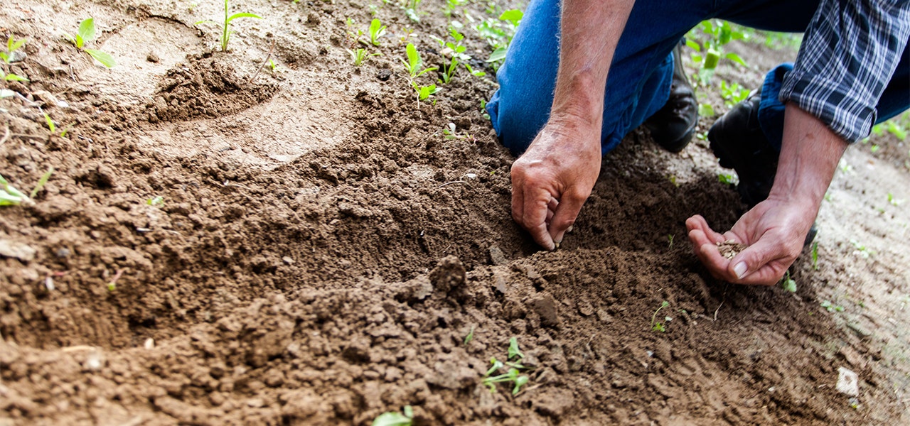 Organic farmer planting seends without the use of toxic chemicals