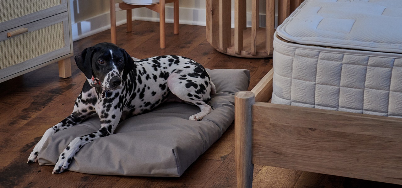 Dalmation resting comfortably on a Naturepedic organic pet bed