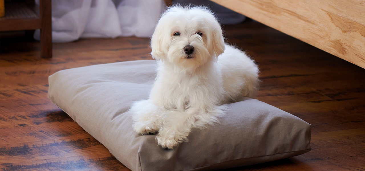 Small white dog sittng on an XS Naturepedic organic dog bed