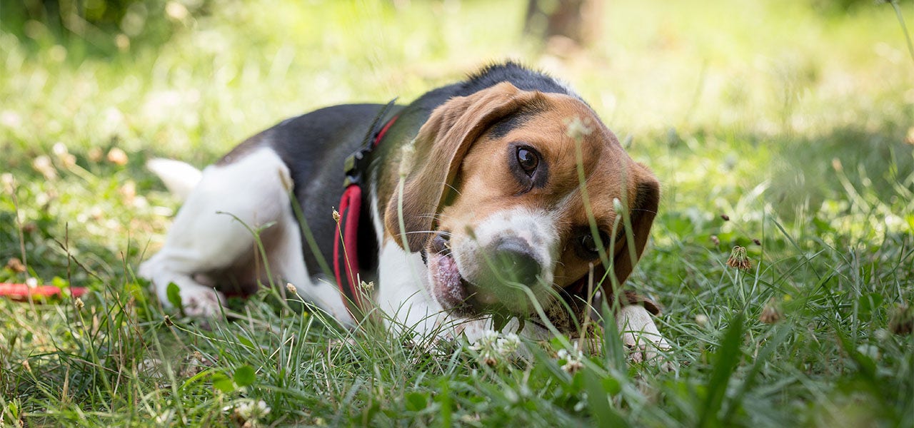 Dog chewing on the grass in the backyard