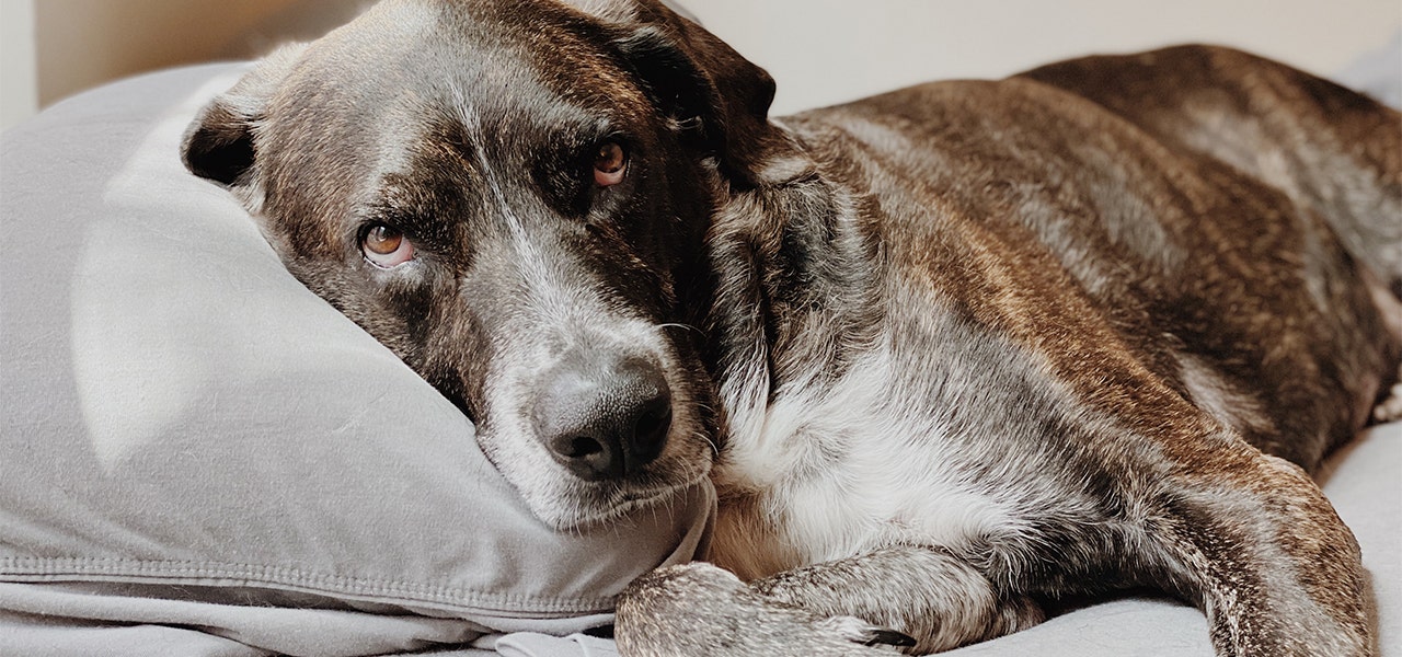 Dog resting on a very comfortable bed