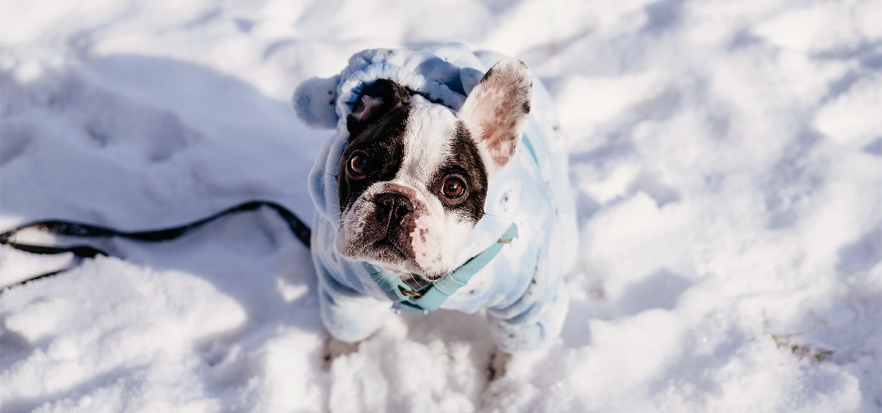 Dog waiitng for their owner to take them on winter walk