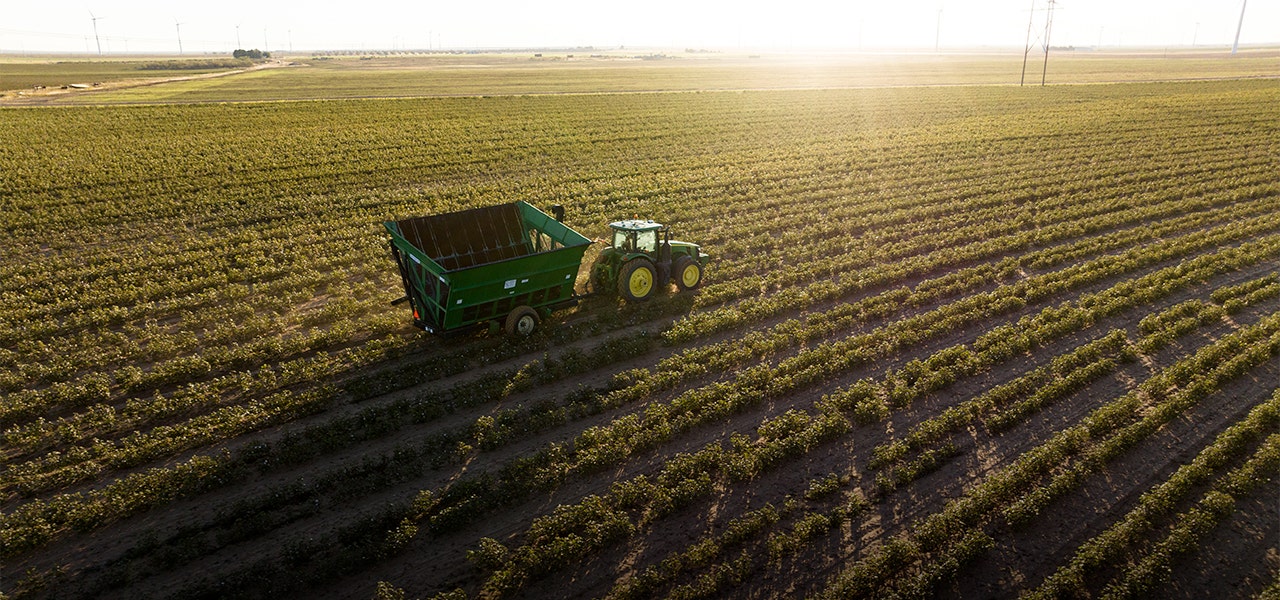 tractor driving through a scnenic field of organic cotton in the usa