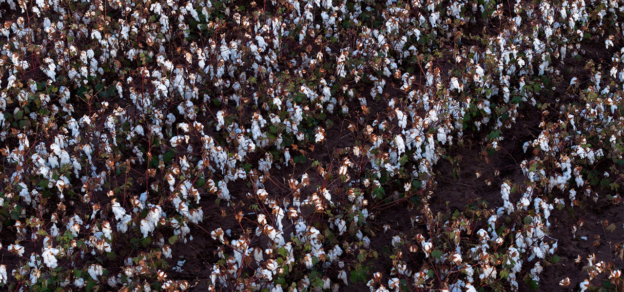 scenic organic cotton field