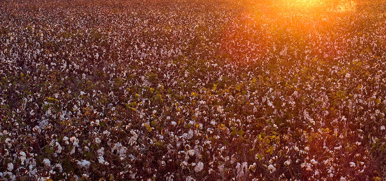organic cotton field at sunset