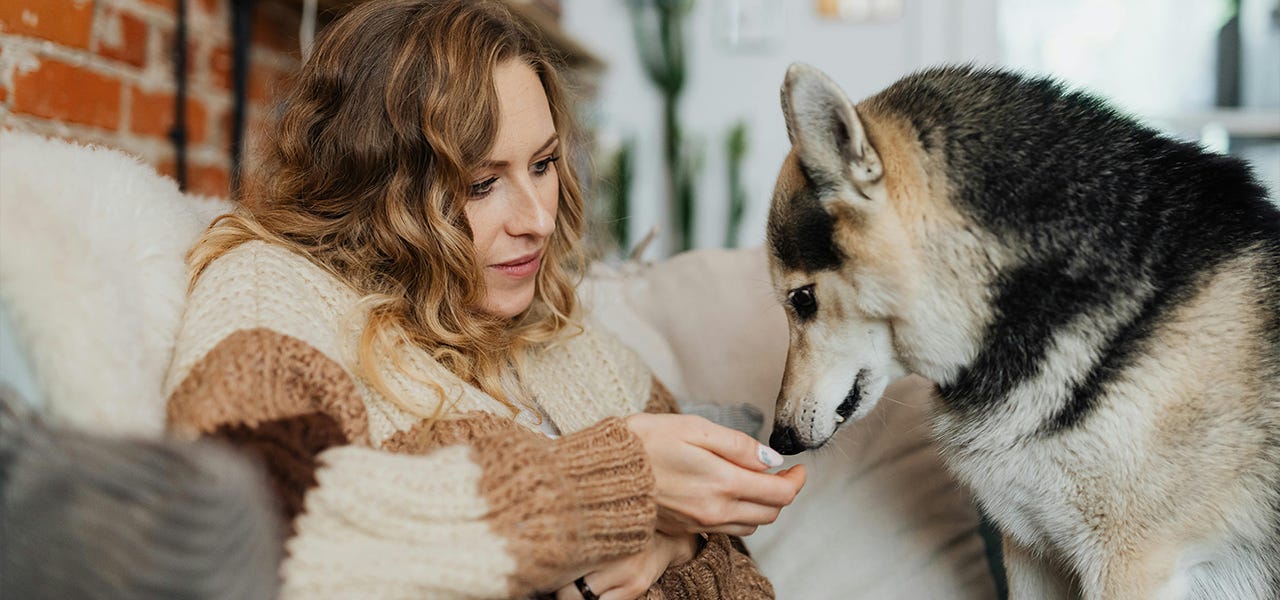 husky mixed breed dog sniffing a woman's hand