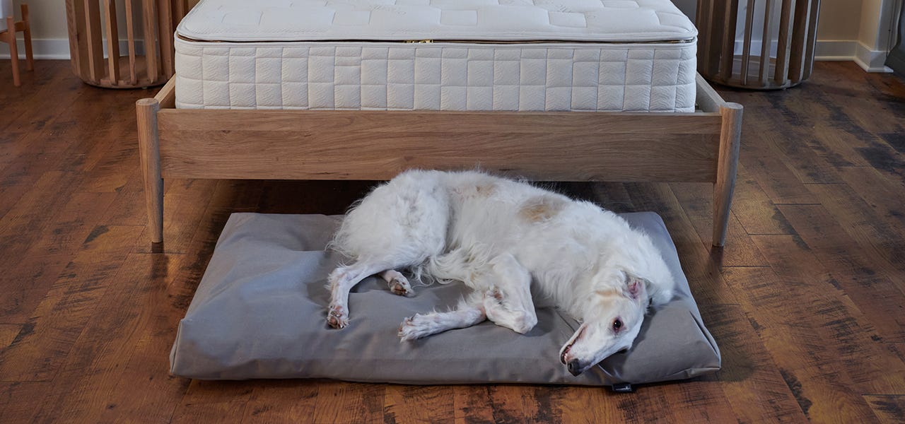 borzoi dog laying on a naturepedic organic dog bed