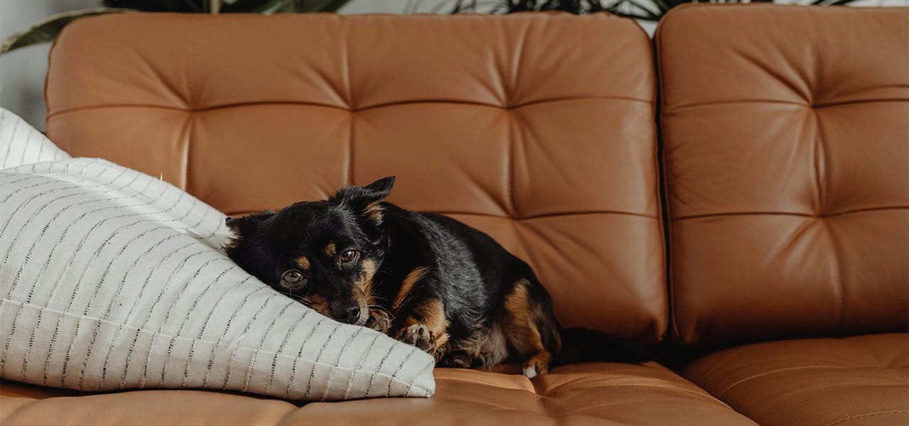 Dog laying on old pillow on couch