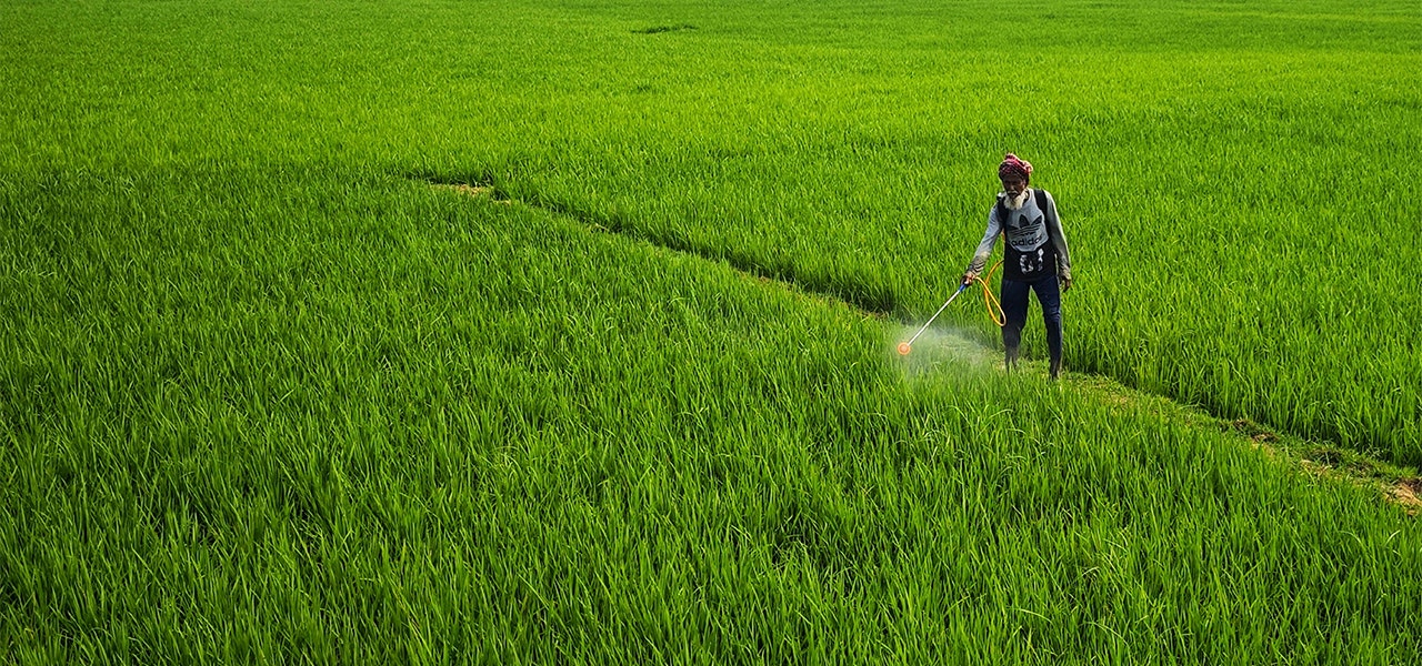 worker spraying pesticides on a non-organic cotton field