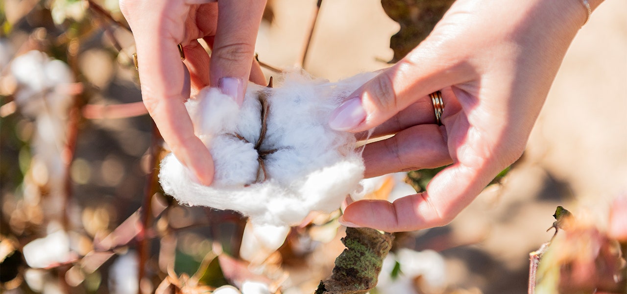 hands holding organic cotton bloom