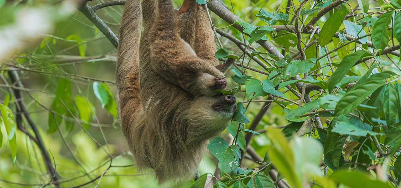 sloth and baby sloth hanging in a tree