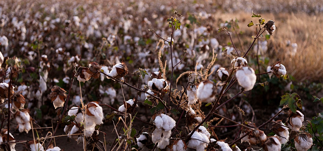 organic cotton blooms at sunset