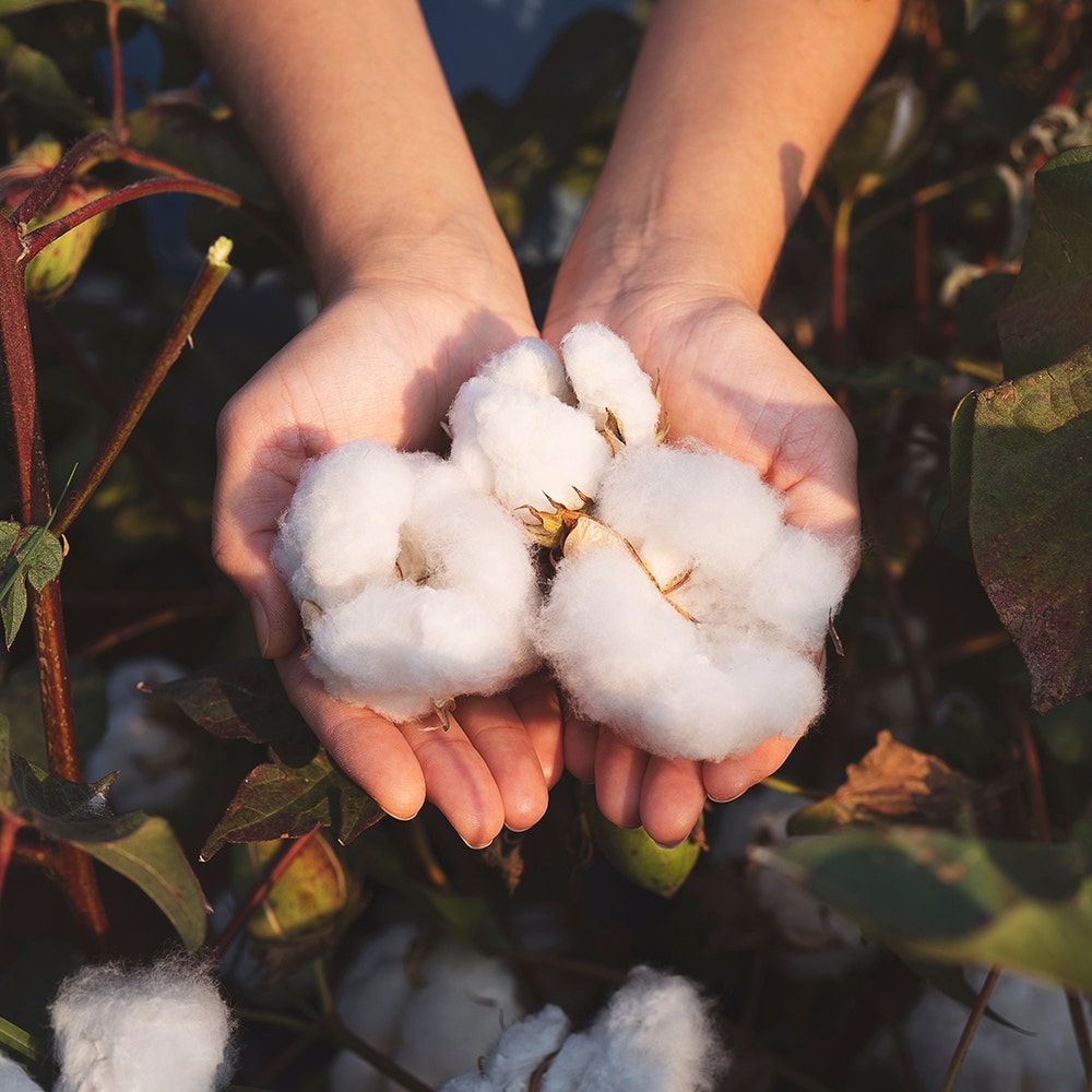 Hands holding organic cotton in field