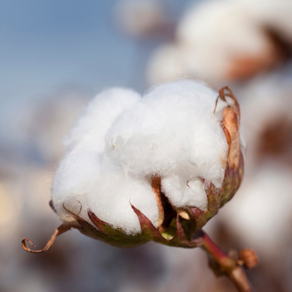 Cotton puff in field