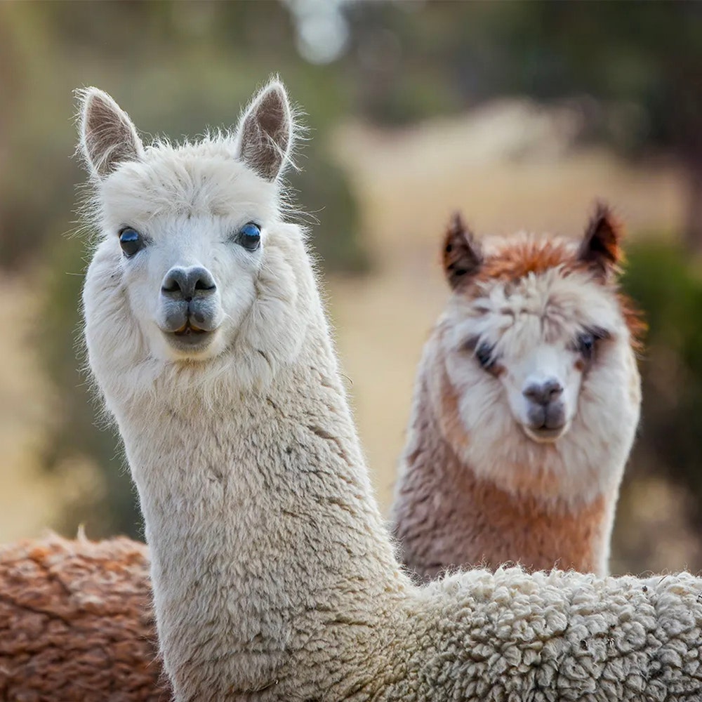Alpacas