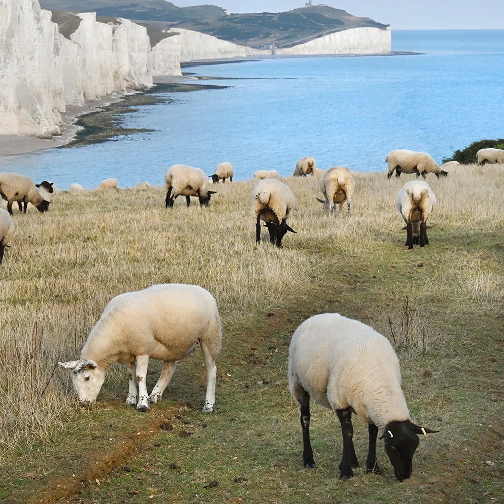 Sheep in the mountains