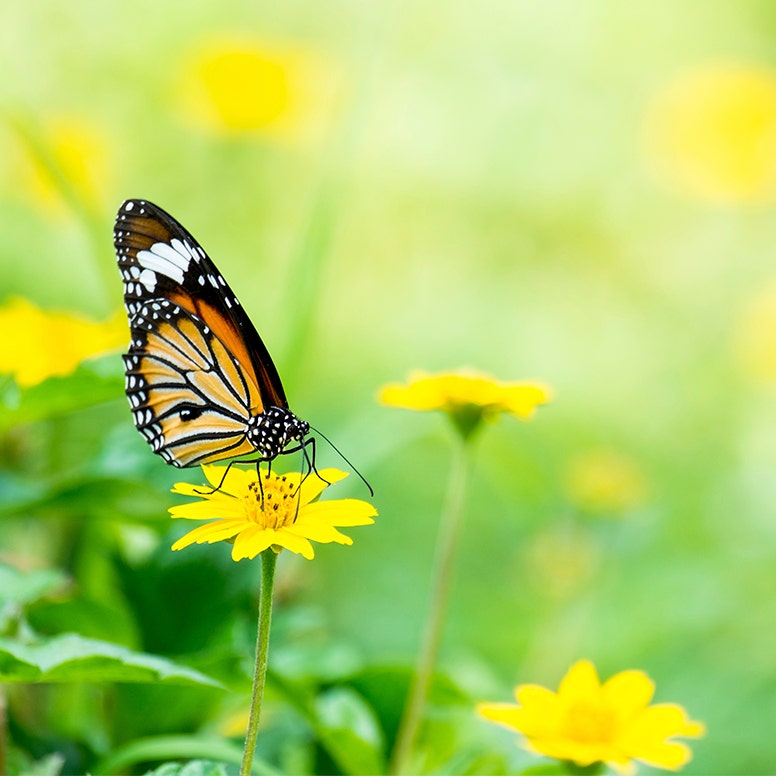 Close-up of beautiful butterfly on yellow flower